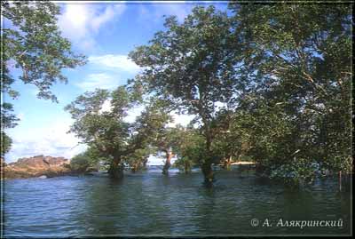 98mangroves.jpg (29351 bytes)