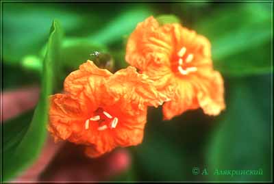 98orangeflower.jpg (16574 bytes)