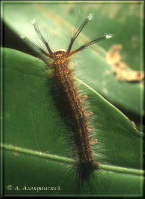 1999caterpillar.jpg (23197 bytes)