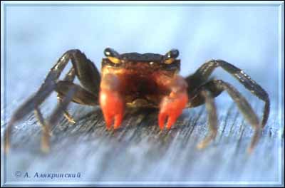 1999crab.jpg (18129 bytes)
