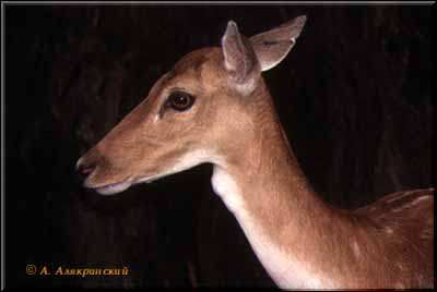 1999deer.jpg (13741 bytes)