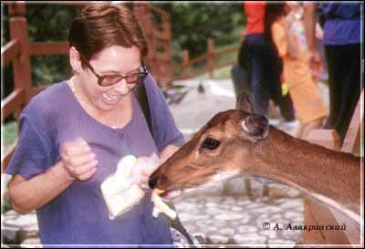 1999deerfeed.jpg (22310 bytes)
