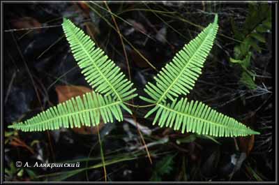 1999fern.jpg (26456 bytes)