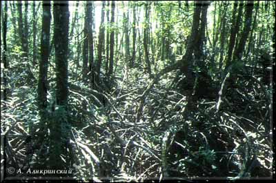 1999mangroves.jpg (39265 bytes)