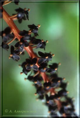 1999nepentflower.jpg (21005 bytes)