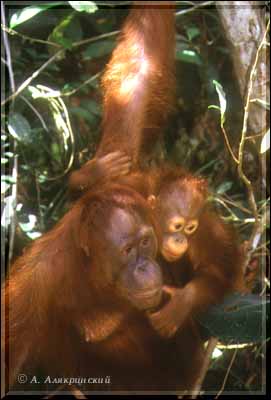 1999orangs.jpg (21367 bytes)