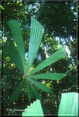 1999palm.jpg (29447 bytes)