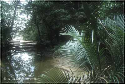 1999riverpalm.jpg (26393 bytes)