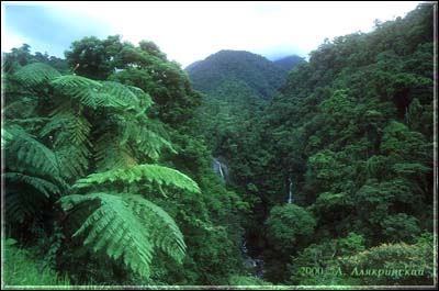00fern.jpg (30712 bytes)