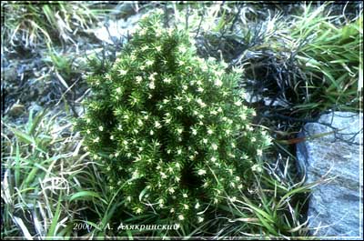 00kanlplant.jpg (43975 bytes)