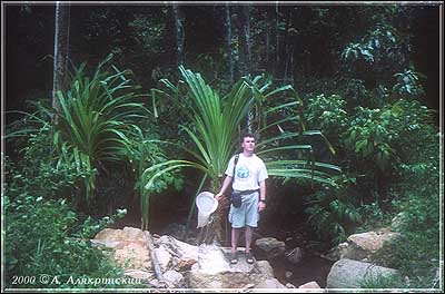 00pandan.jpg (34103 bytes)