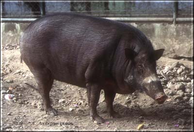 00pig.jpg (29889 bytes)