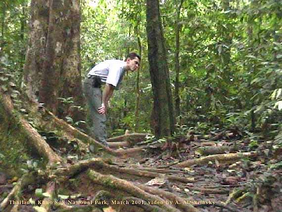 2001khaosok3.jpg (58807 bytes)