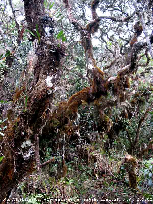 ���������� (������), �����, ������������ ���� ��������, ����� ������ �� ���� � ����������