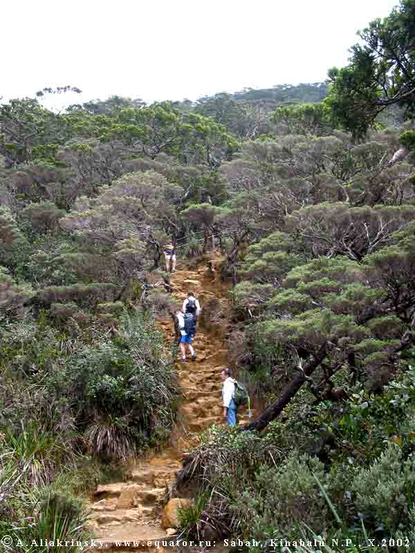  (), ,   ,   , Leptospermum
