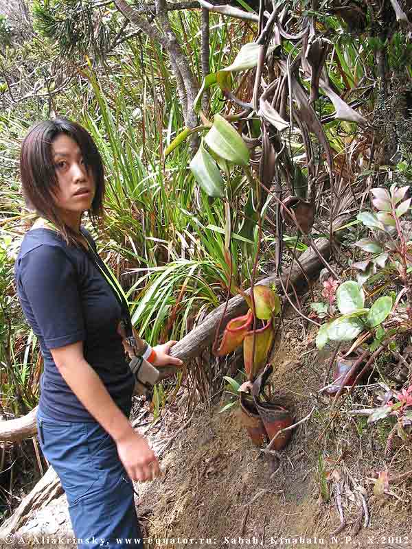  (), ,   ,  Nepenthes villosa