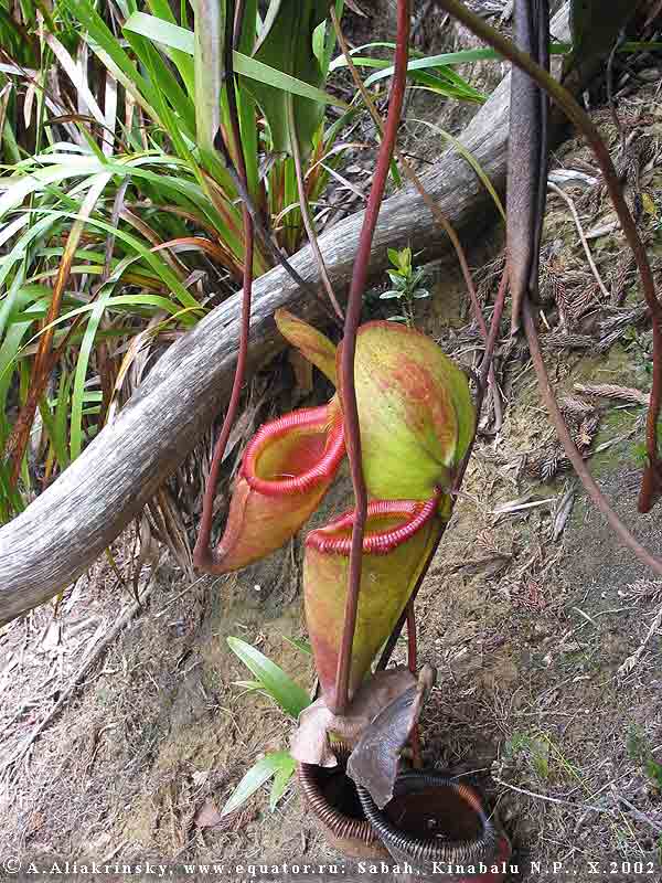  (), ,   ,  Nepenthes villosa