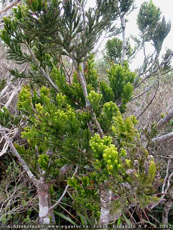 (), ,   ,  Dacrydium gibbsiae  