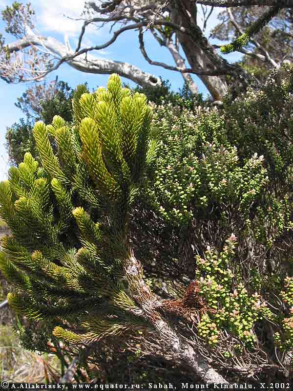  (), ,   ,  Dacrydium gibbsiae  