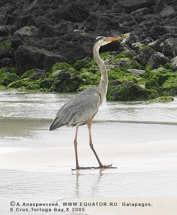    Ardea herodias cognata -  . -.