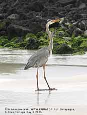    Ardea herodias cognata -  . -.