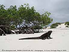    Amblyrhynchus cristatus   -