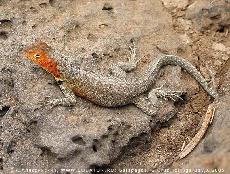    Microlophus albemarlensis