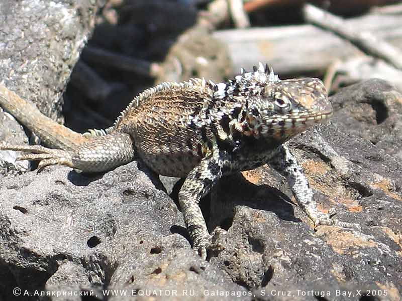    Microlophus albemarlensis,  -