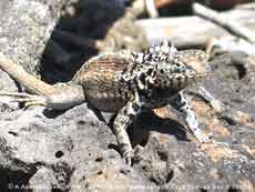   Microlophus albemarlensis,  -