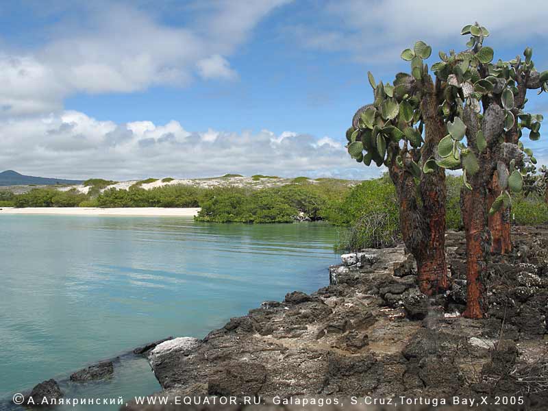  , Tortuga Bay