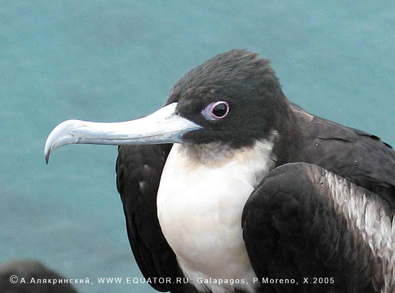  Fregata magnificens   -, 