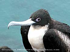  Fregata magnificens   -, 