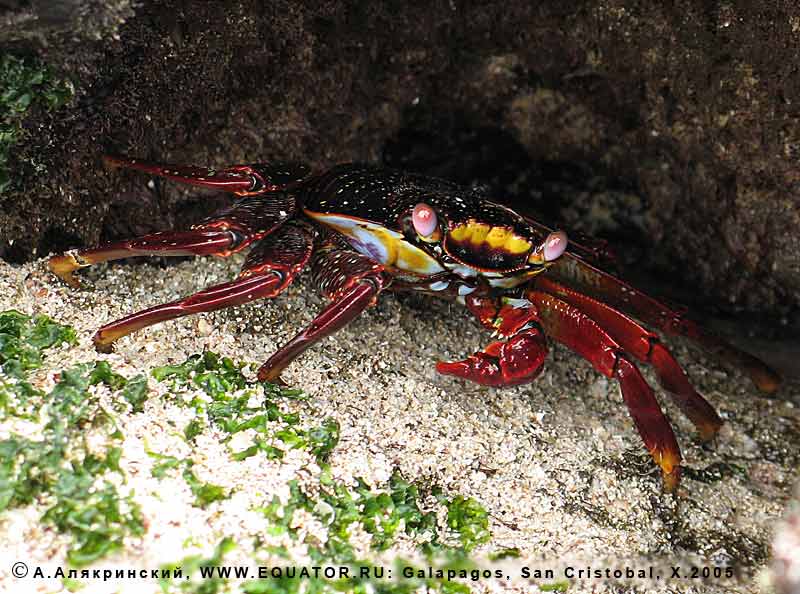  Grapsus grapsus -    .