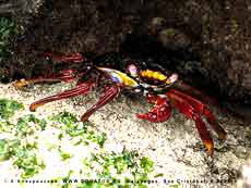  Grapsus grapsus -    .