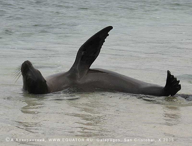   Zalophus californianus   