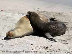  ,   Zalophus californianus     
