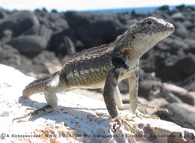   Microlophus bivattatus -   -, .