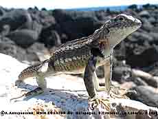   Microlophus bivattatus -   -, .