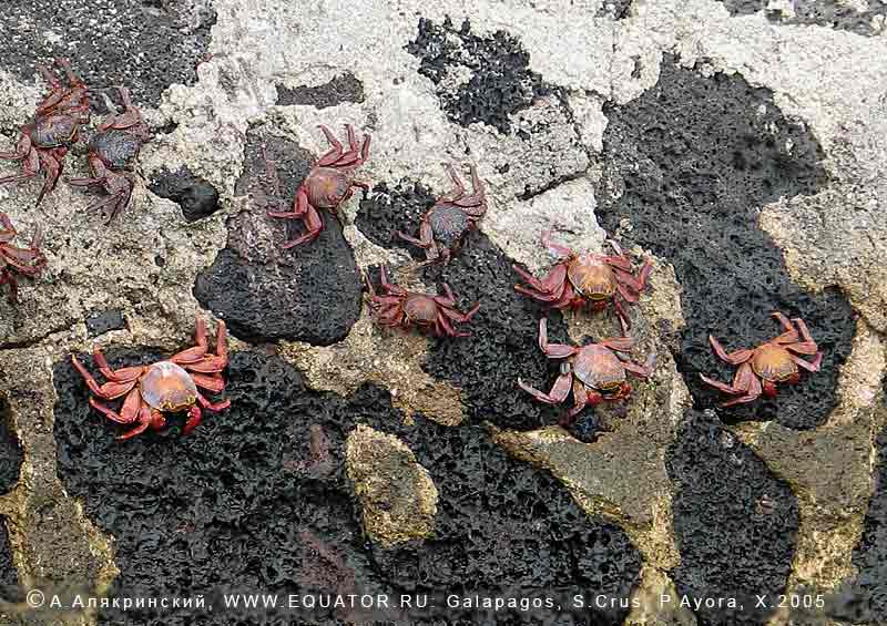      -   (Grapsus grapsus).       .