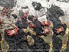      -   (Grapsus grapsus).       .