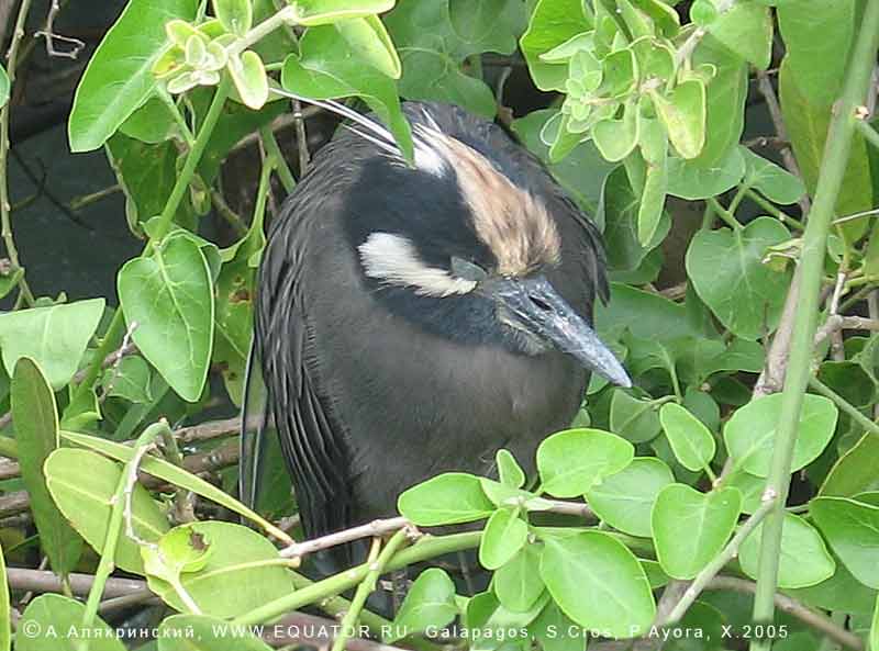    Nycticorax violaceus pauper