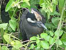    Nycticorax violaceus pauper