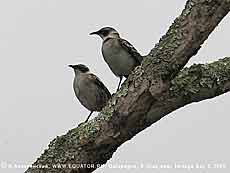  ,  -, Nesomimus parvulus