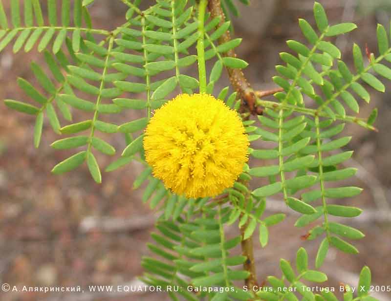   Acacia rorudiana,   
