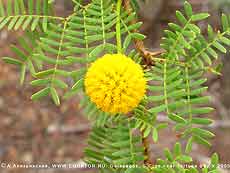   Acacia rorudiana,   