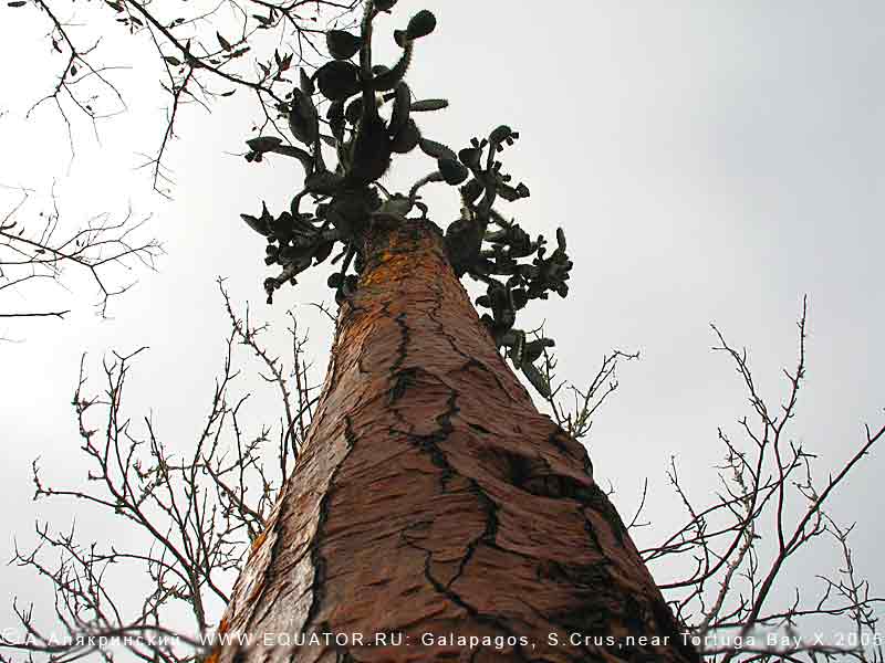    Opuntia echios gigantea -    (  12 !).  -.