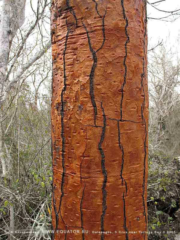     Opuntia echios gigantea,  -.