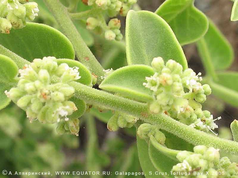  ,  -, Cryptocarpus pyriformis -         