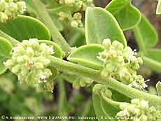  ,  -, Cryptocarpus pyriformis -         