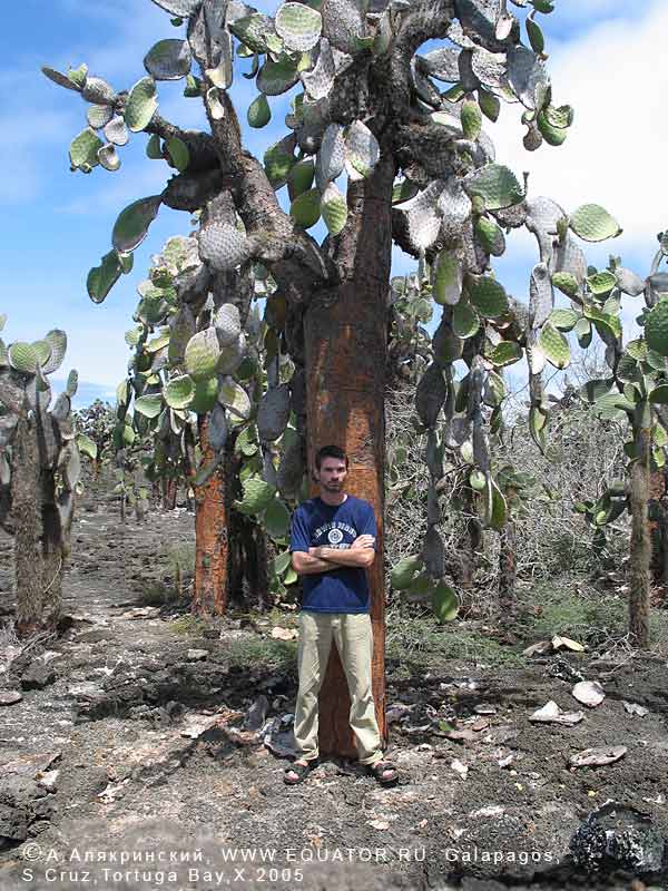  Opuntia echios gigantea,  -, 